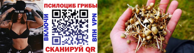 мега маркетплейс  цены наркотик  Шимановск  Псилоцибиновые грибы Magic Shrooms 